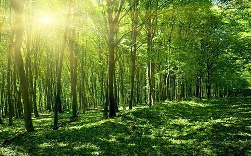 林木保险的标准是什么？林木保险的标准有哪些？