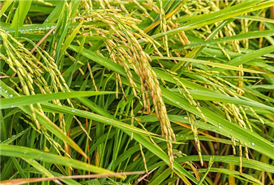 水稻保险培偿的标准是什么