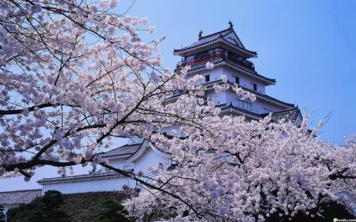 去日本旅行选旅游险该注意什么？