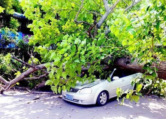 大风刮倒树木砸车,保险公司到底赔不赔?
