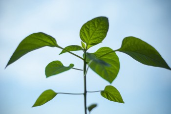 金佑人生怎么样?太平洋保险