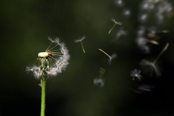 平安e生保犹豫期退保如何办理?