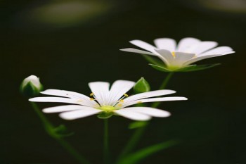 全额退保成功的有哪几种情况?