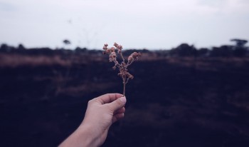 太平洋退保费能退多少?后悔退保了怎么办?