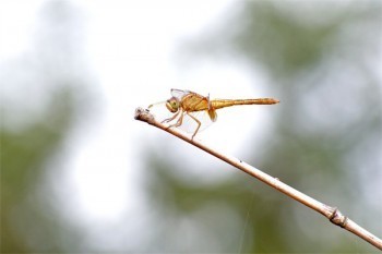 退保平安是什么意思?能退回多少钱?