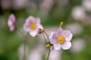 平安银行退保险怎么退?