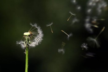 太平洋寿险金佑人生退保能退多少