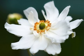 平安保险全额退款是真的吗