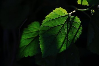 天津平安保险退保去哪里