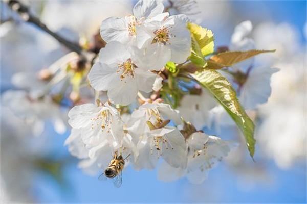 恒邦保险公司车险怎么样