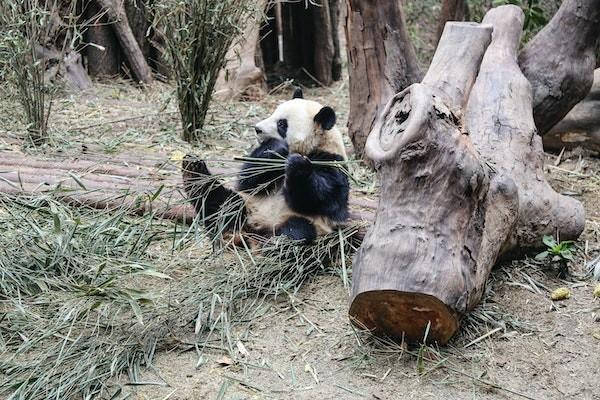 新华人寿是国企还是央企