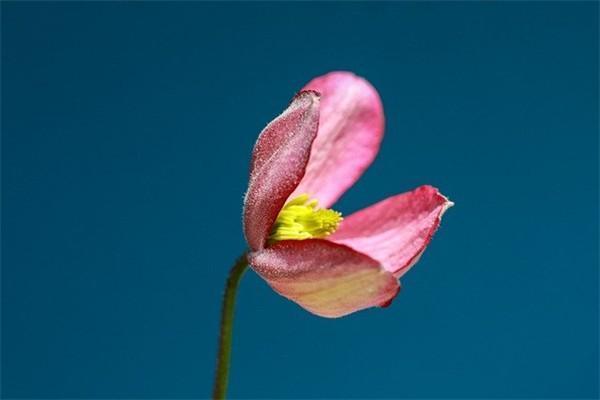 泰康永福人生年金保险(分红型)