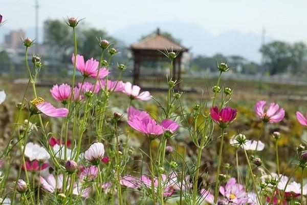 平安福保险交满20后怎么样