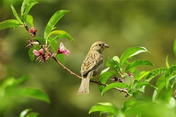 百万医疗险的报销范围