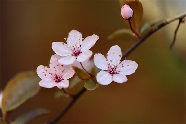 太平保险福享金生年金保险