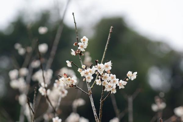 横琴优惠宝重大疾病保险一年多少钱？怎么样？