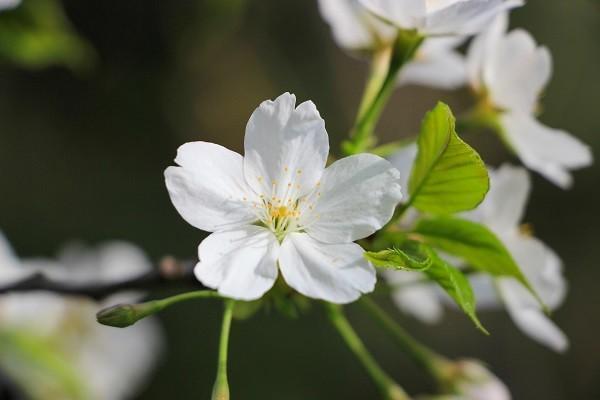 重疾险保额10万合适吗