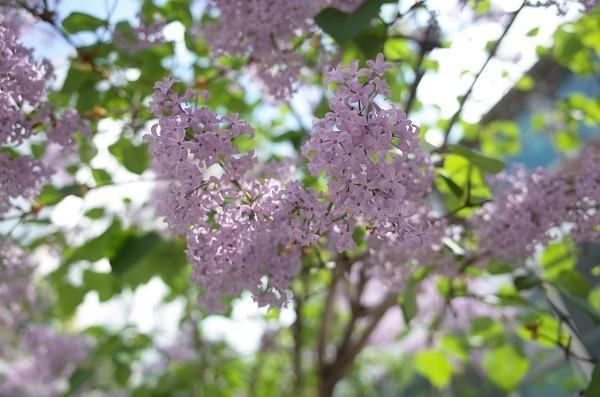 华夏常青藤重疾保险条款