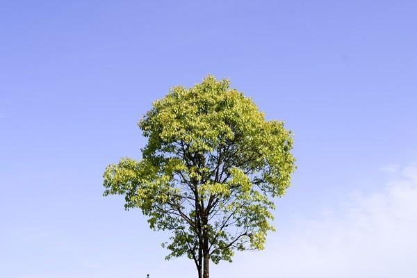 阳光保险重疾险怎么样