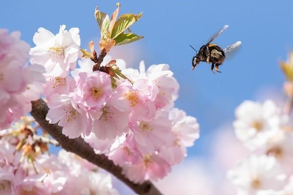 小蜜蜂2号超越版意外险的优缺点是什么，在哪买