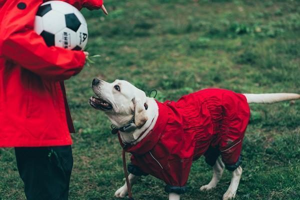 人寿意外险狂犬疫苗报销吗，怎么报销