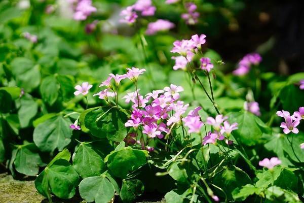 团体意外险医药费全报销吗