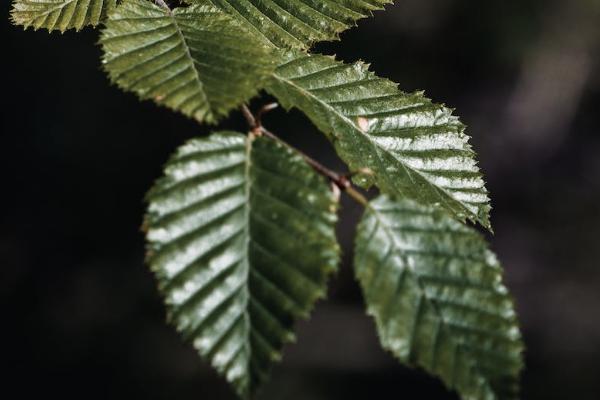 太平洋保险儿童意外险