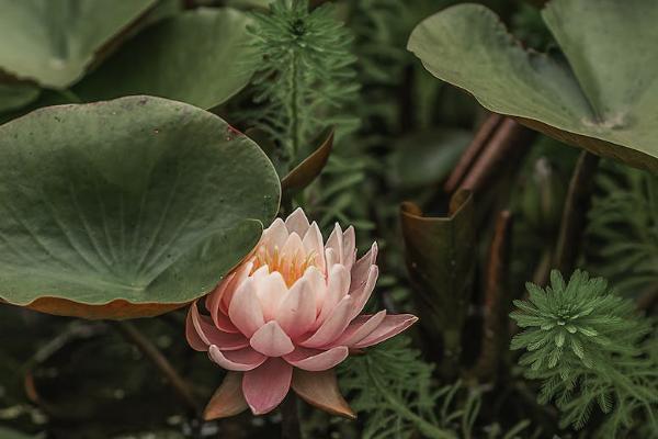 平安保险退保犹豫期是多少天