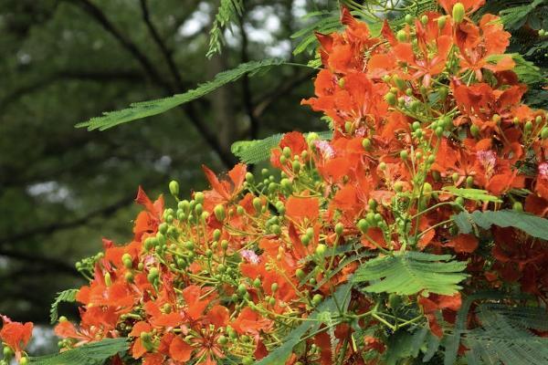 买重疾险一年多少钱，有什么要注意的