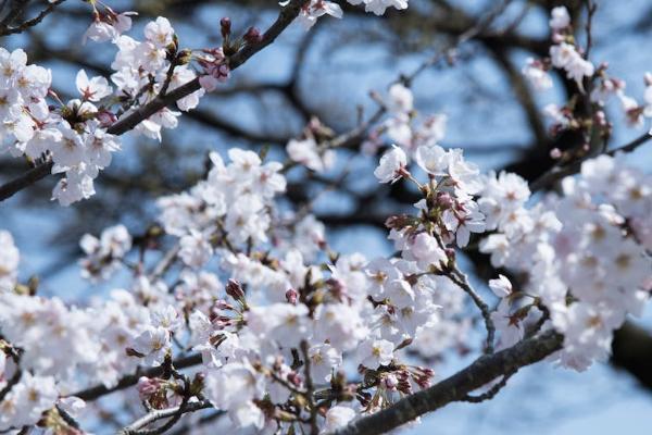 长泰安康b退保怎么算可以领多少钱