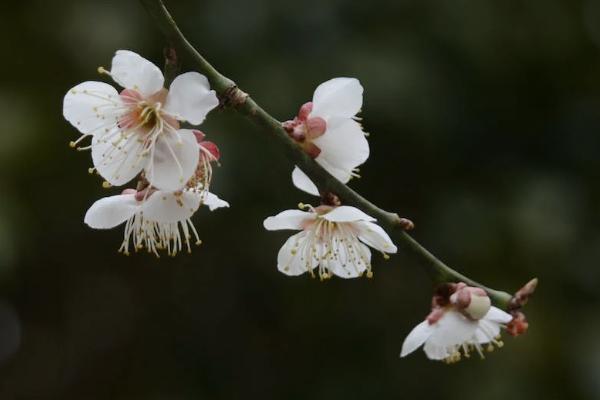 大都会重疾险有必要买吗，价格怎么样