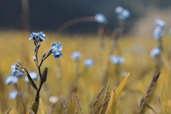 小红花致夏版重疾险提供有哪些保障，有哪些投保规则