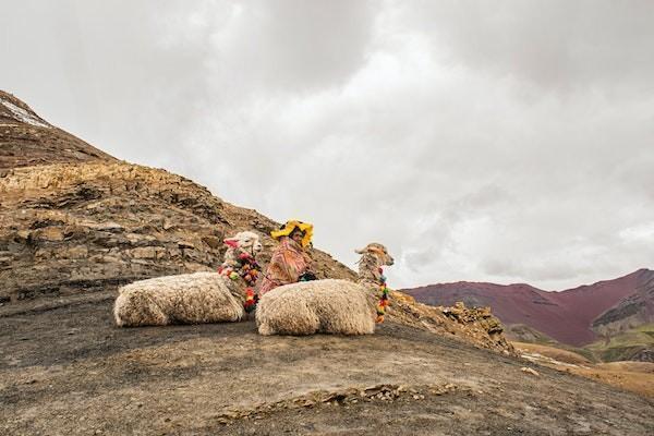 医疗保险和意外保险哪个好，可以一起报吗