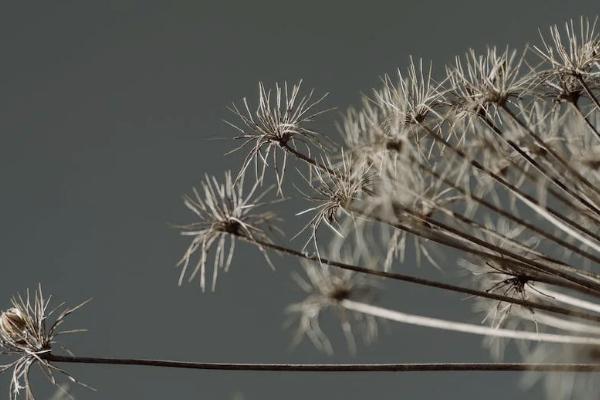 太平种植牙医疗保险