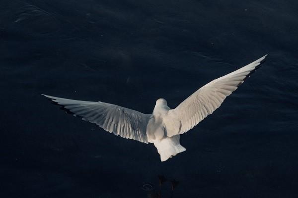 东莞平安保险退保在哪里退，流程是什么