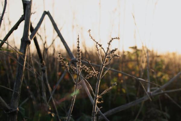 商业医疗险报销范围有哪些，需要哪些资料