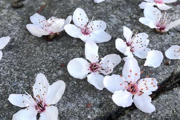 退保险需要哪些人去办，需要哪些材料