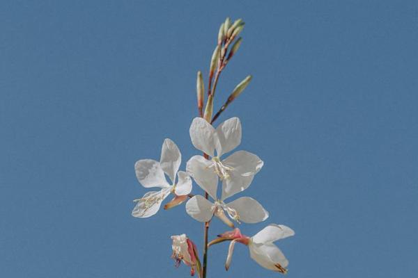 买香港保险有哪些方式，要交多少钱呢