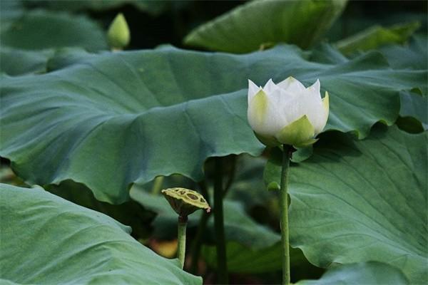 香港买重疾保险需要多少钱，多久生效