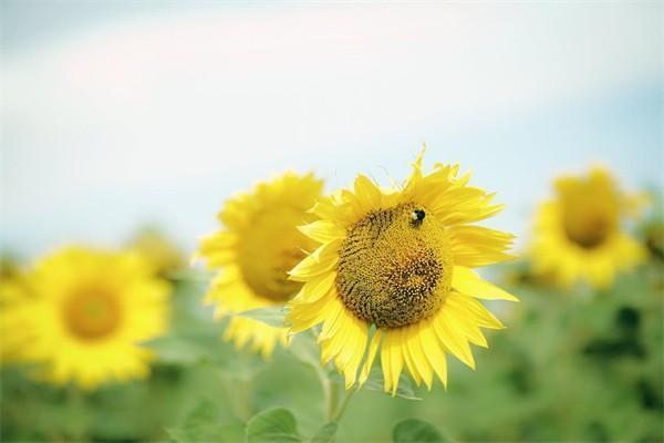 平安保险平安福可靠吗