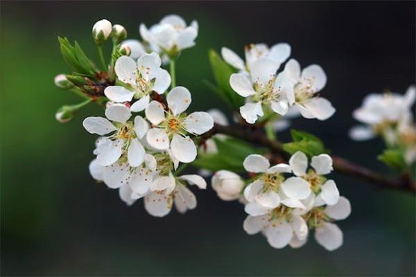 平安保险没到年限退保怎么退，要注意什么