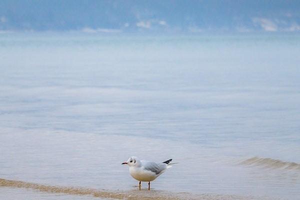 养老保险人没到六十岁死了退款吗