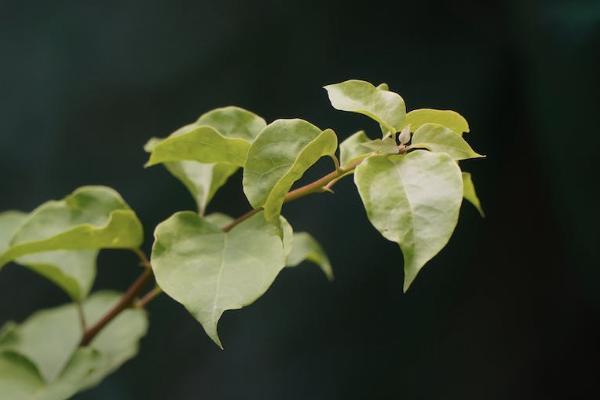 香港富豪买保险应该怎么买，有哪些险种可以买