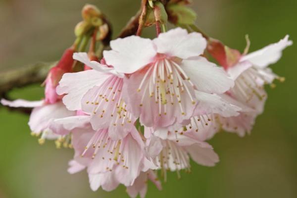 犹豫期内退保怎样退，能退多少钱