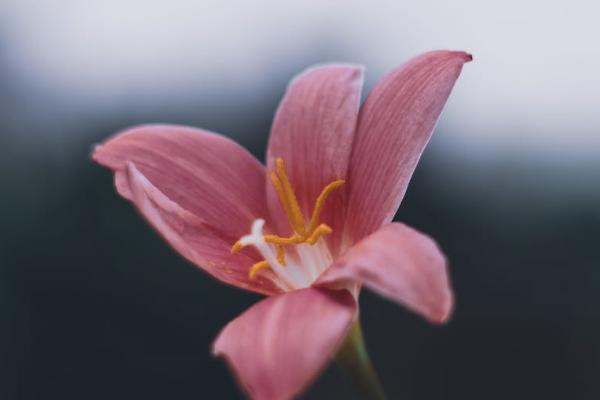 孕产保险香港可以买吗现在