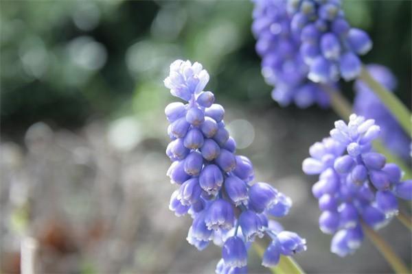 平安重疾险怎么买划算，一年多少钱