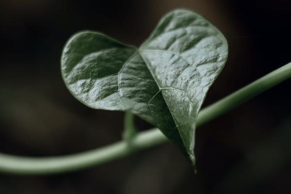 保费第二年不交退保可以退多少钱呢，多久能收到钱呢