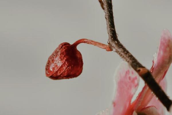 意外险怎么赔偿，一年多少钱