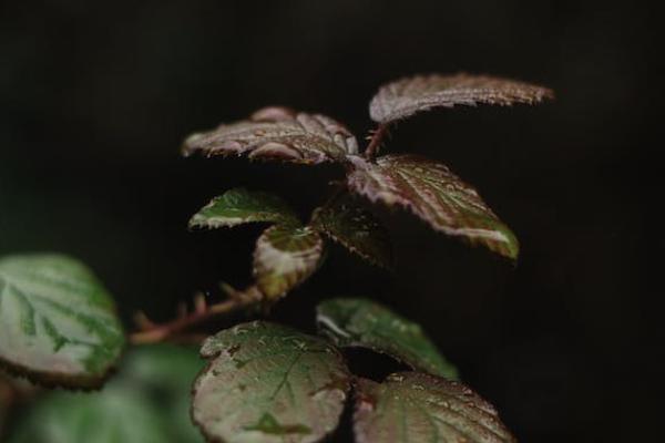 学校交的意外保险报销比例怎么算，范围有多大