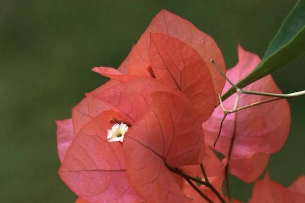 华泰家庭财产保险保什么，一年多少钱